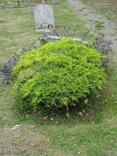 Ward grave